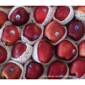 Red Delicious Apple/ Huaniu Apple/ Chinese Fruit